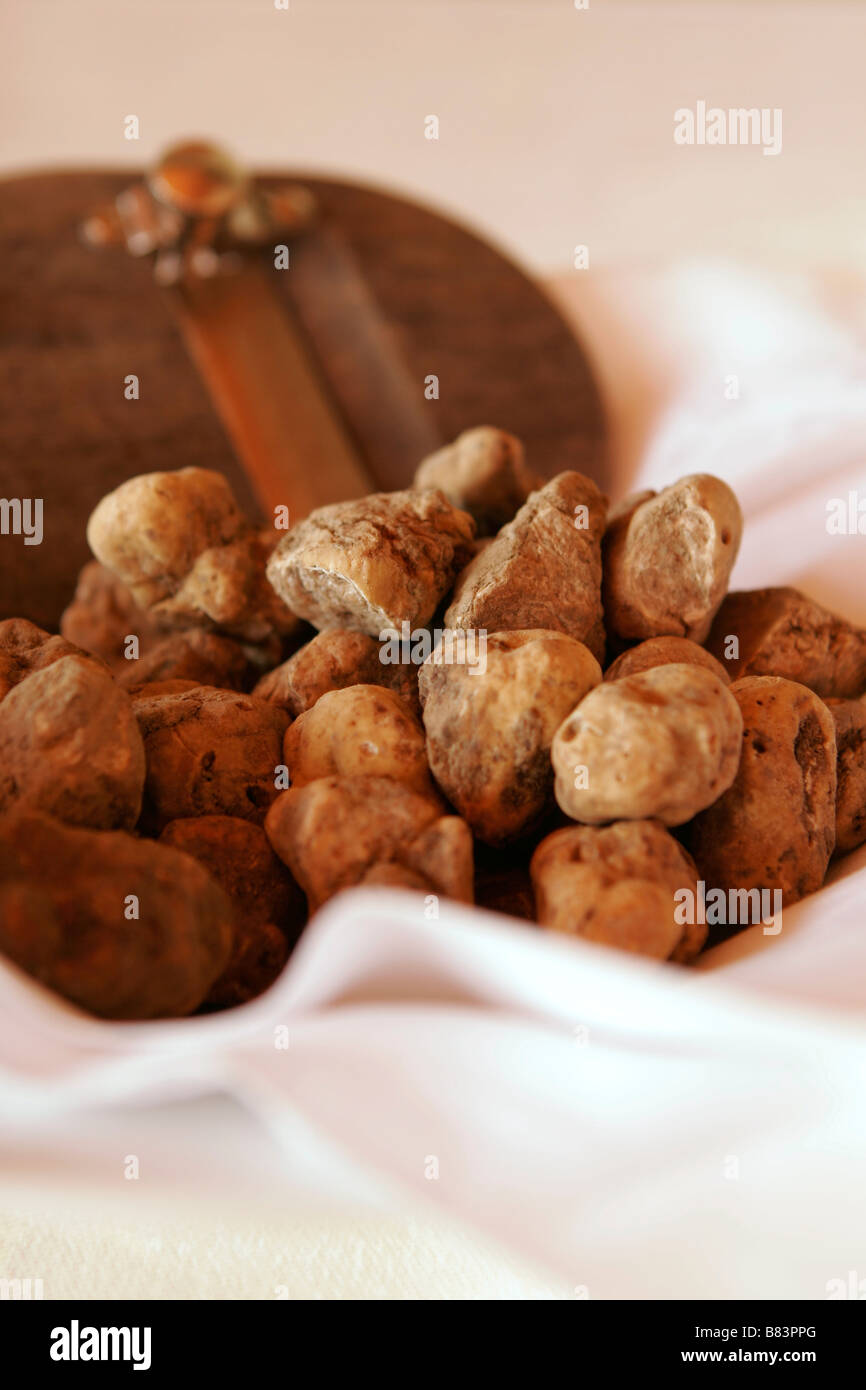Un bol de la truffe blanche ou Tuber magnatum (truffe d'Alba) sur l'affichage dans un restaurant en Slovénie Banque D'Images