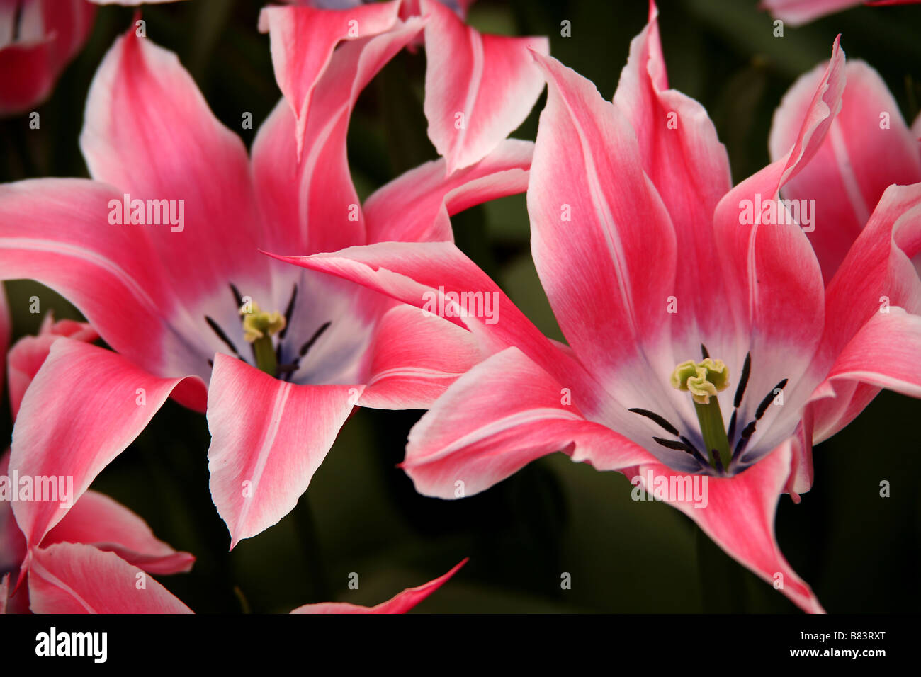 Les tulipes dans les jardins de Keukenhof, Holland Banque D'Images