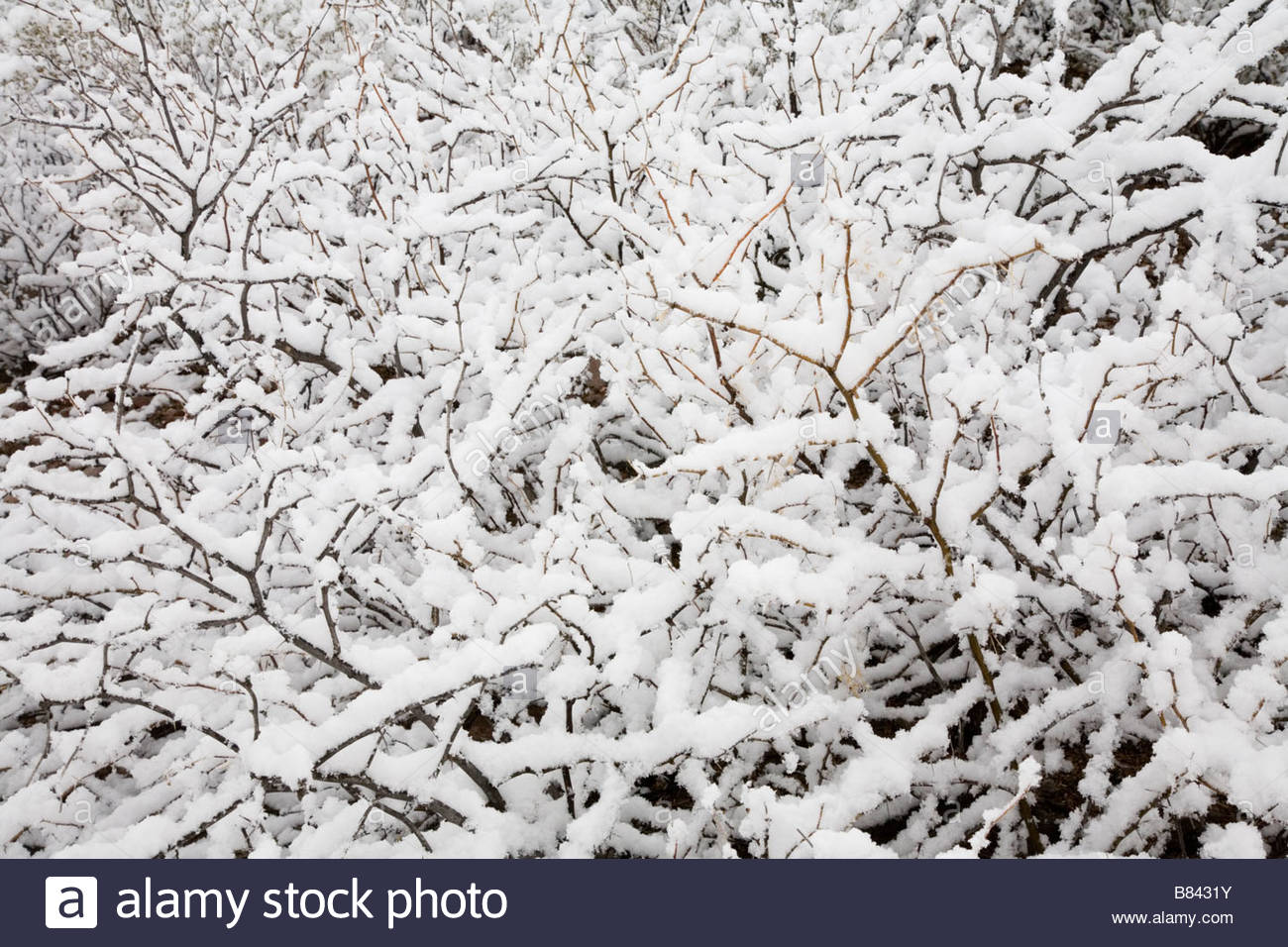 La neige dans le désert sur branches mesquite Banque D'Images