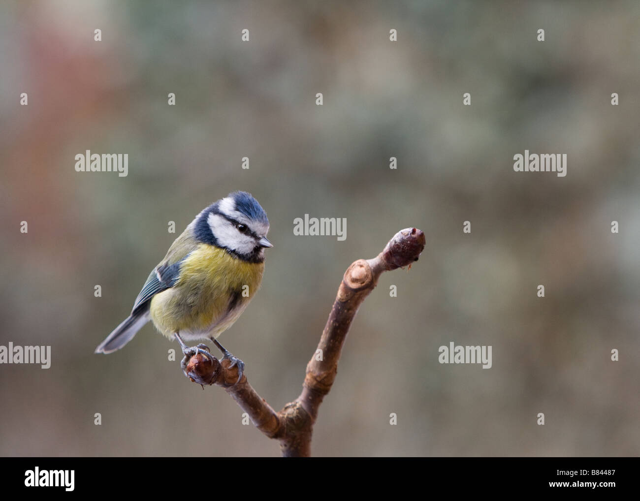 Mésange bleue - Parus caeruleus - perché sur une branche au marron. Banque D'Images