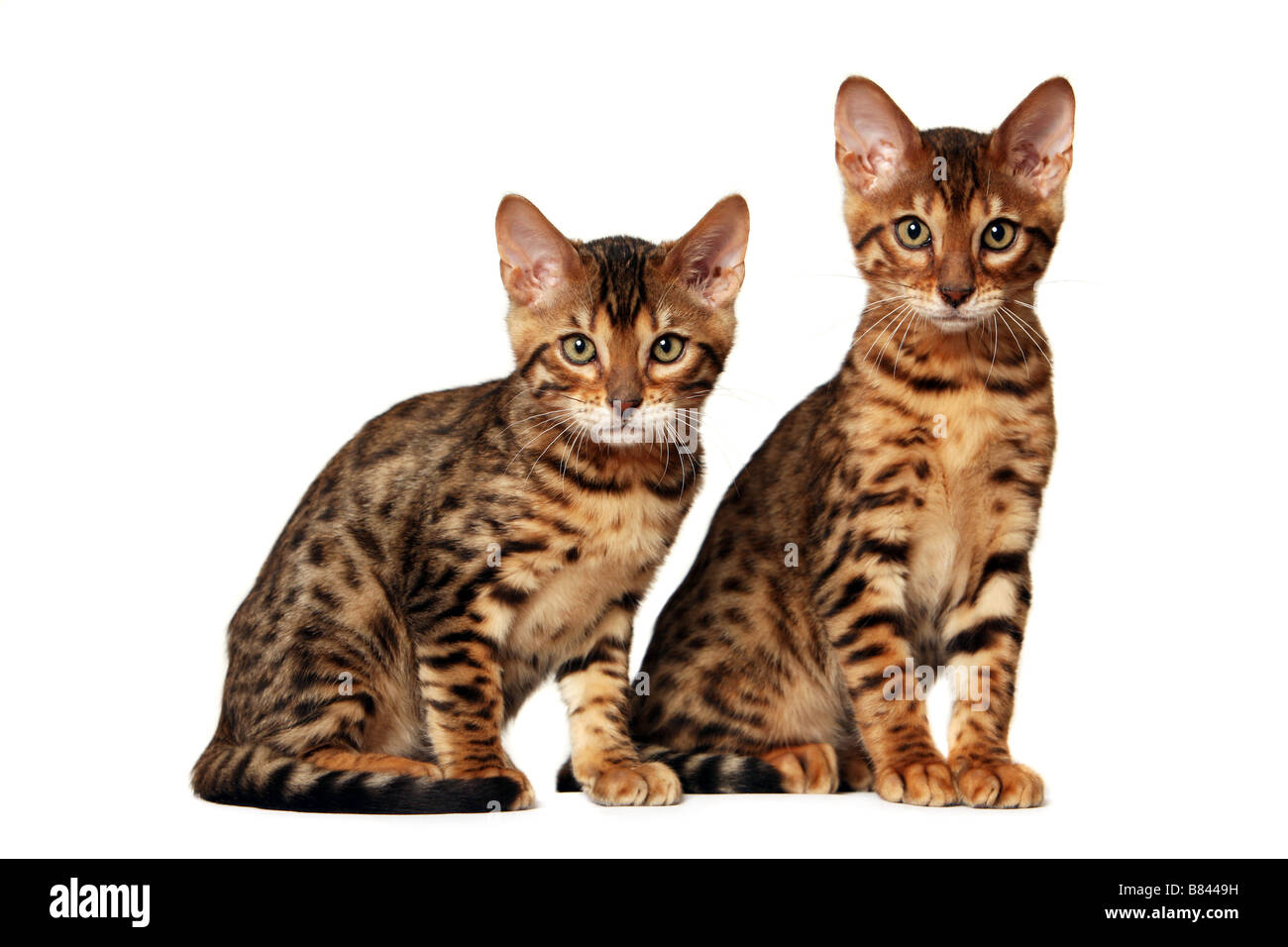 Chatons Bengal Brown spotted Banque D'Images