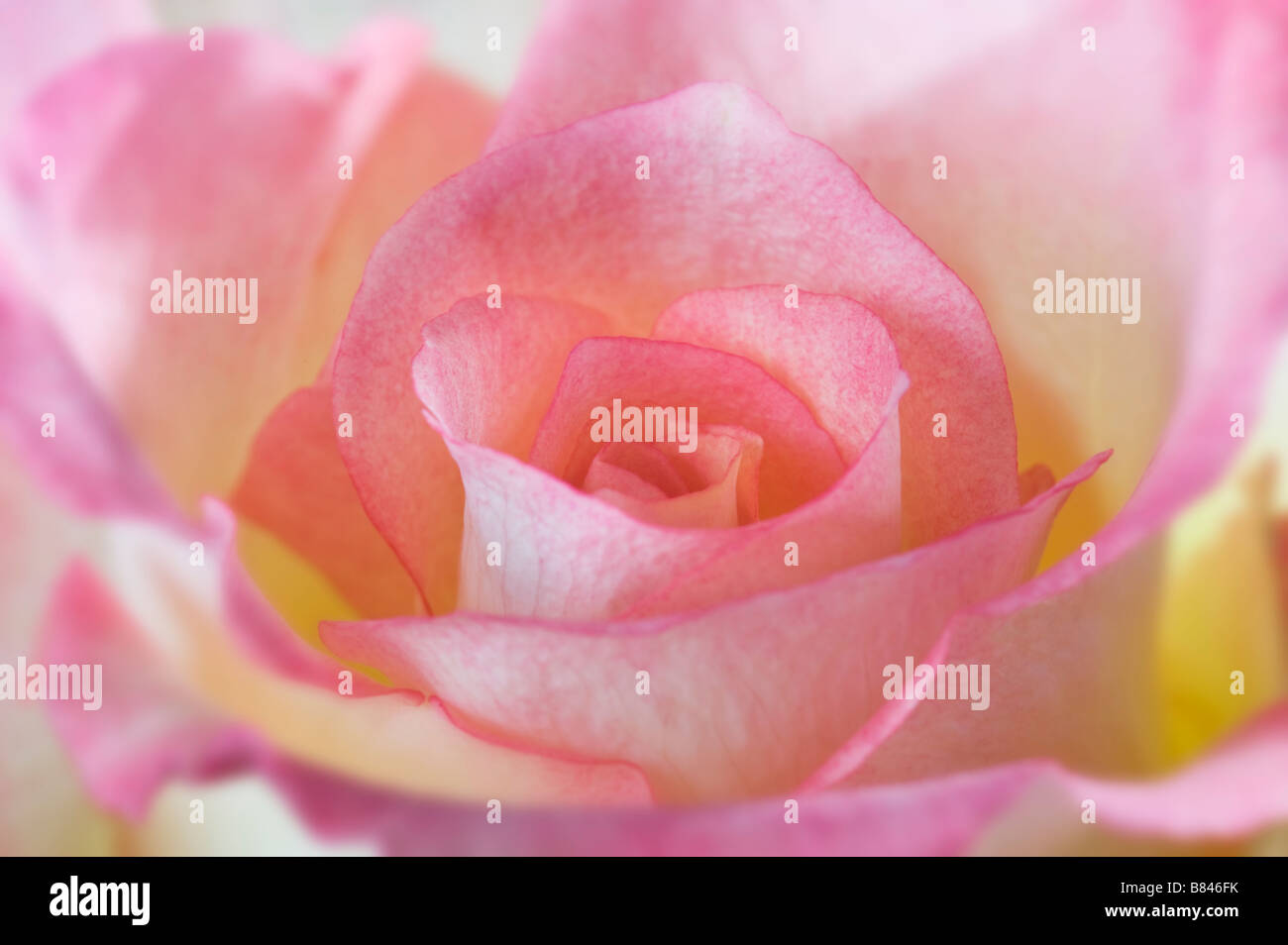 Bouquet De Roses Rose Jaune Blanc Fleur Sur Fond Blanc Parfum Aromatique Arome Original Tini Present Cadeau Joyeux Anniversaire Gre Photo Stock Alamy Bouquet De Roses Rose Jaune Blanc Fleur Sur Fond Blanc Parfum Aromatique Arome Original Tini Present Cadeau Joyeux Anniversaire Gre Photo Stock Alamy