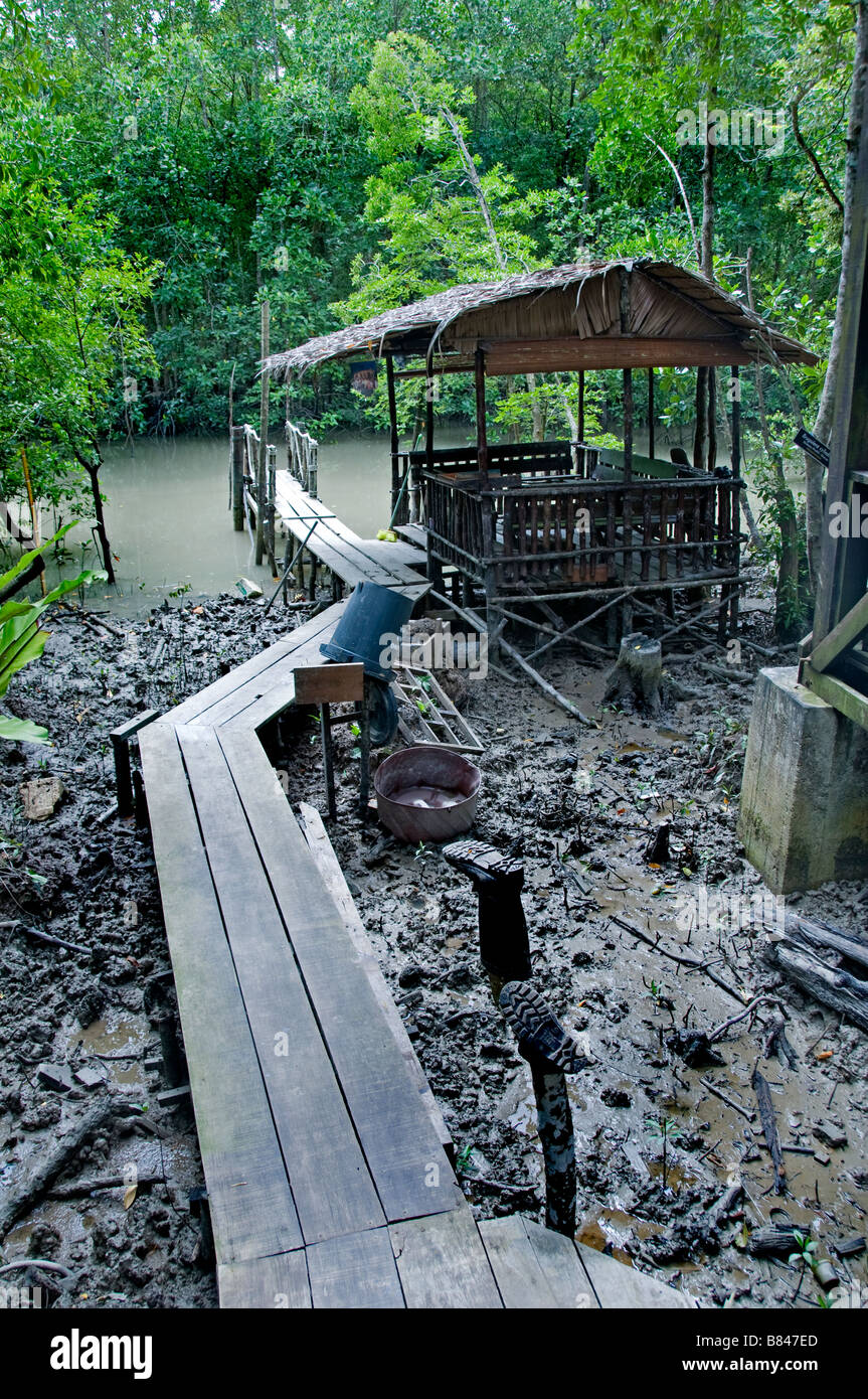 Le Parc National de Pulau Kukup, Malaisie l'eau de marée Mangrove roots racine d'arbre arbres Banque D'Images