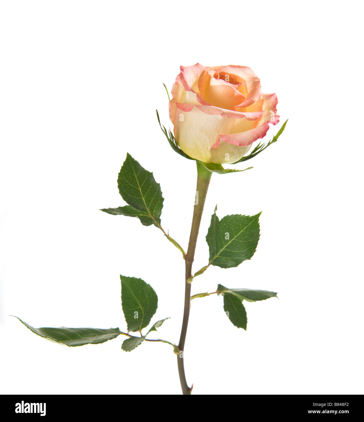 Bouquet De Roses Rose Jaune Blanc Fleur Sur Fond Blanc