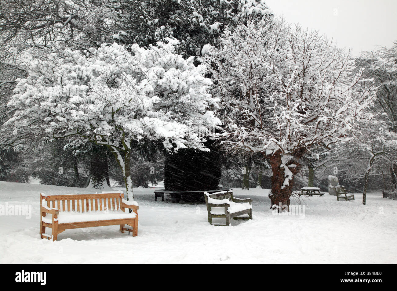 Tourné d'un Mullbury neige Arbre, Beckenham Place Park, Lewisham Banque D'Images