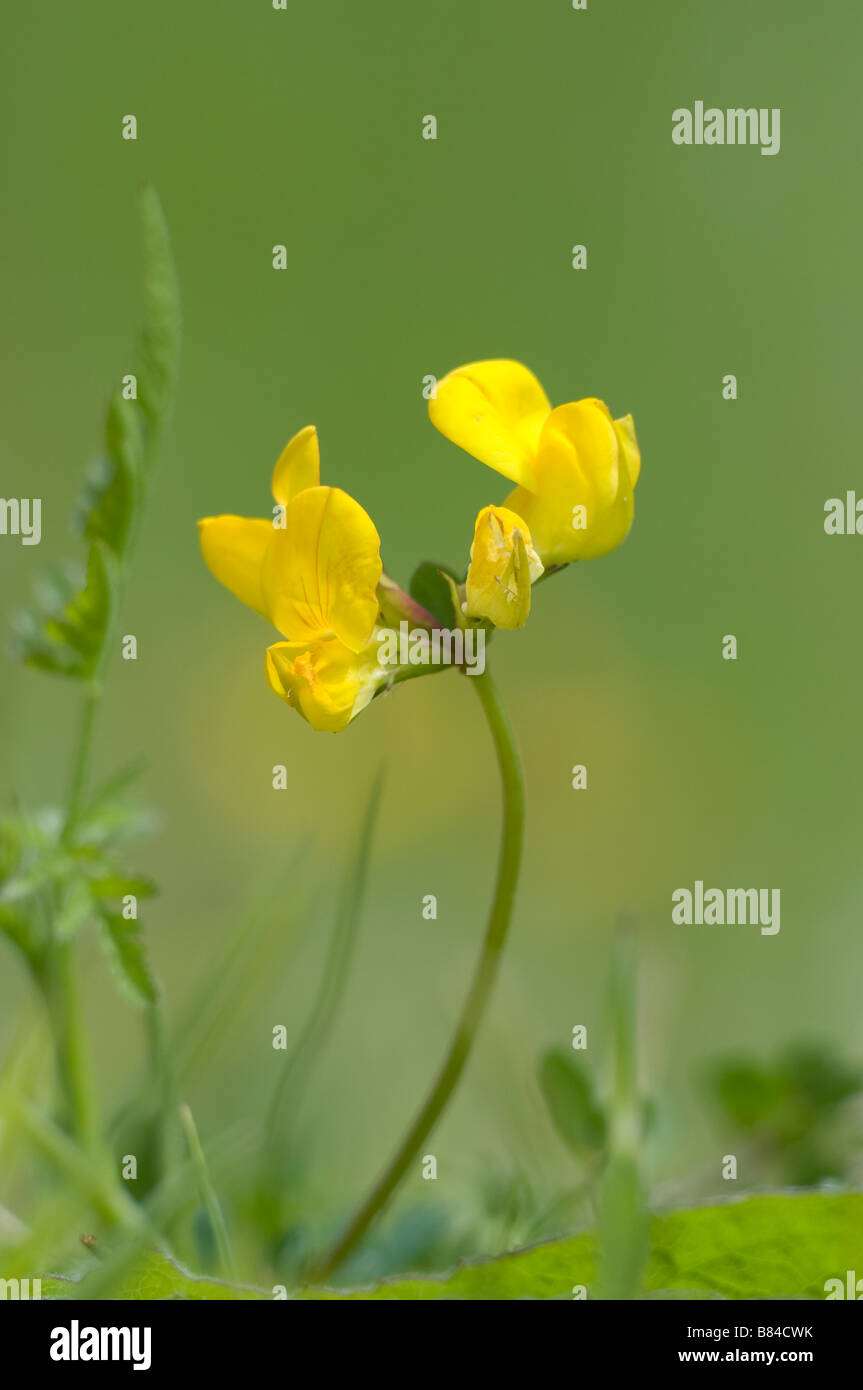 Le lotier corniculé Lotus comiculatus Angleterre Derbyshire Peak District Banque D'Images