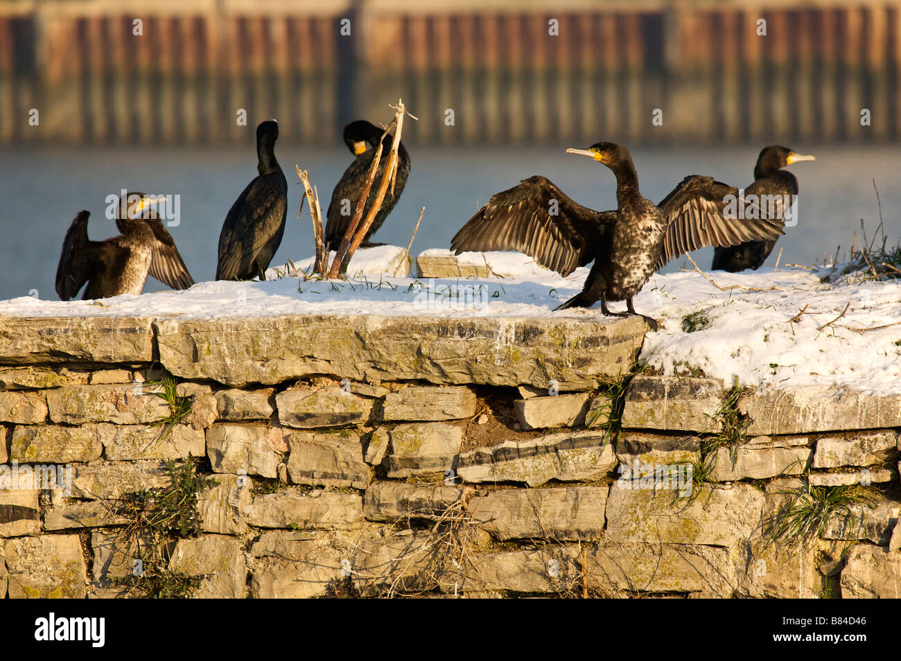 Colonie de grand cormoran Phalacrocorax carbo sur Adour Pays Basque France Banque D'Images