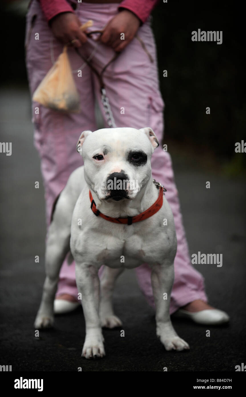 Une adolescente AVEC UN Staffordshire Bull Terrier DANS LE DISTRICT DE BRISTOL SOUTHMEAD UK Banque D'Images