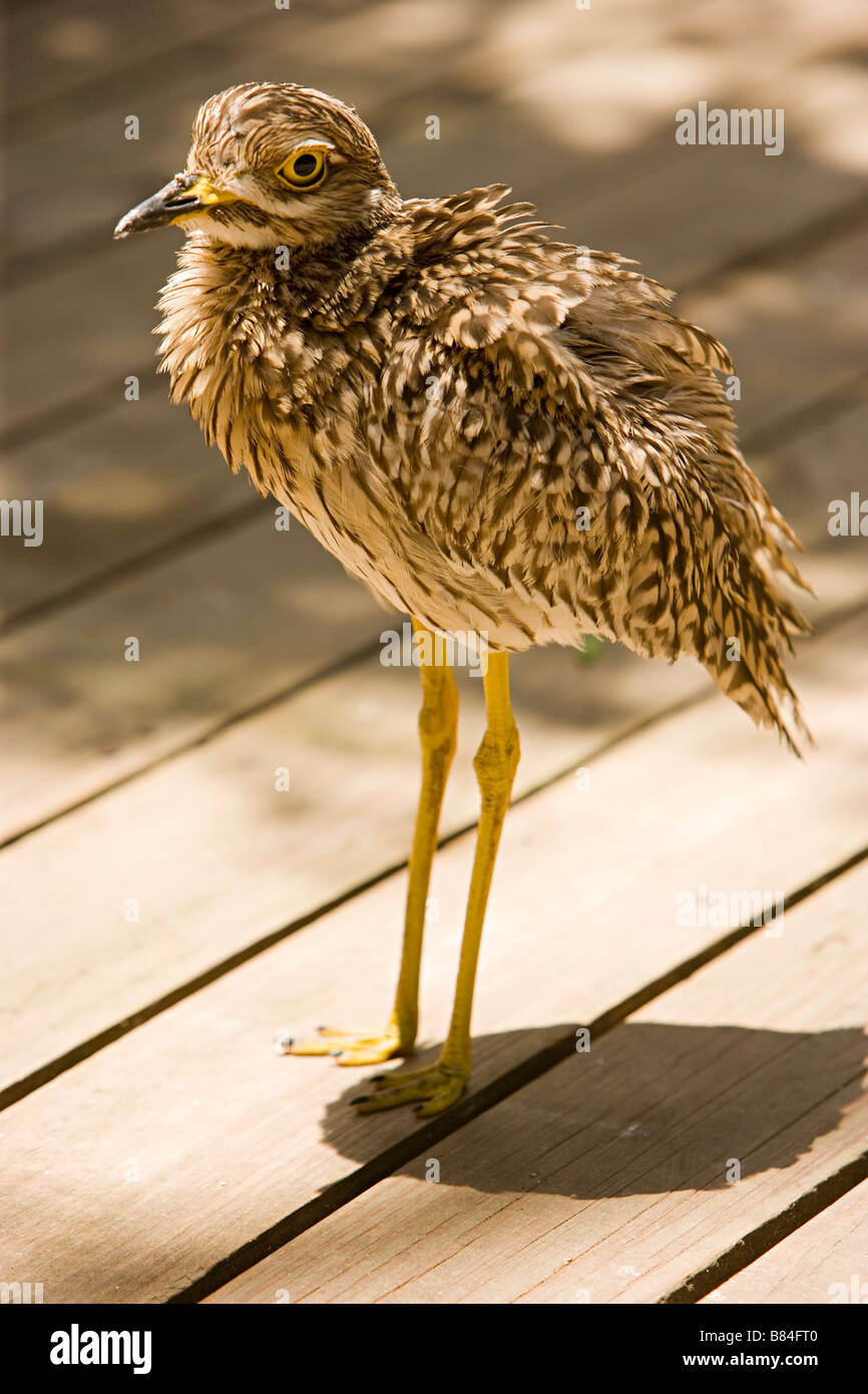 Vu Burthinus Dikkop (capensis) Banque D'Images