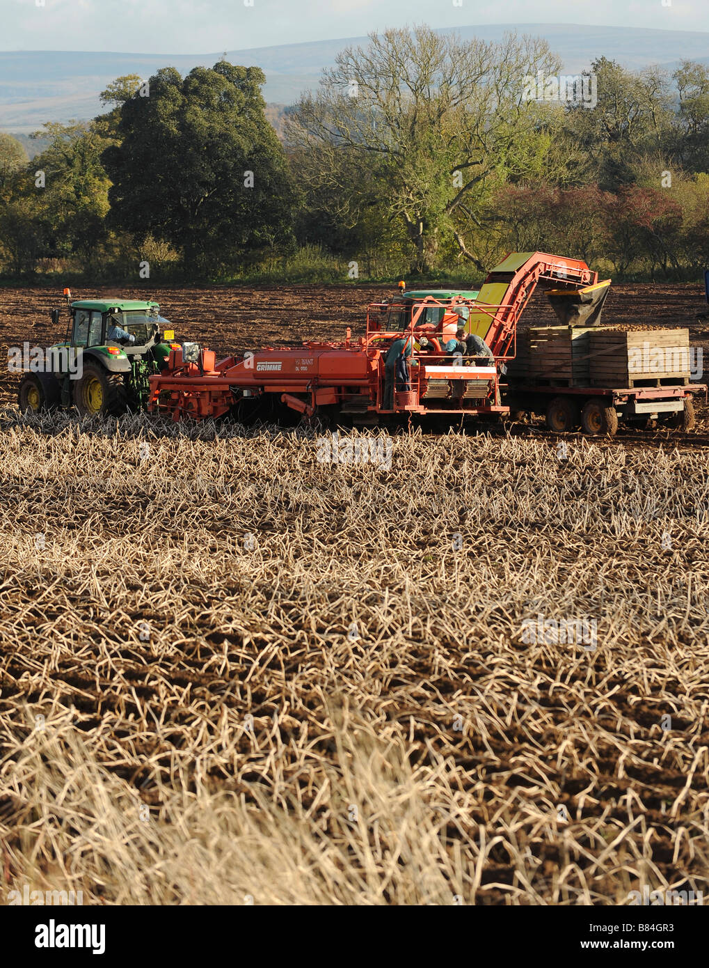 L'utilisation de machines agricoles de choisir des pommes de terre Banque D'Images