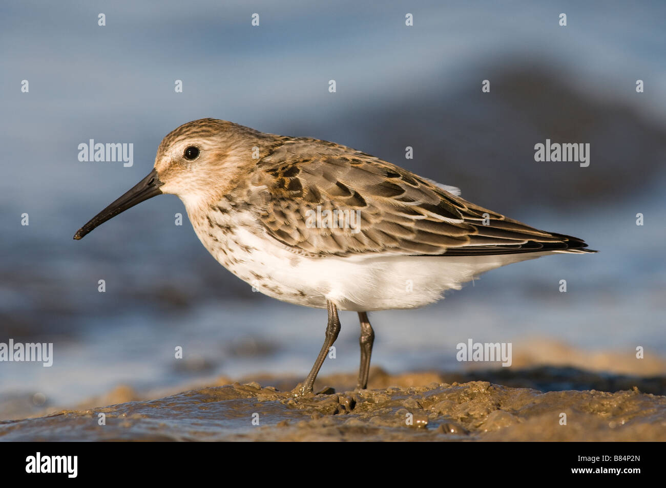 Le bécasseau variable Calidris alpina Brancaster Staithe Angleterre Norfolk Banque D'Images