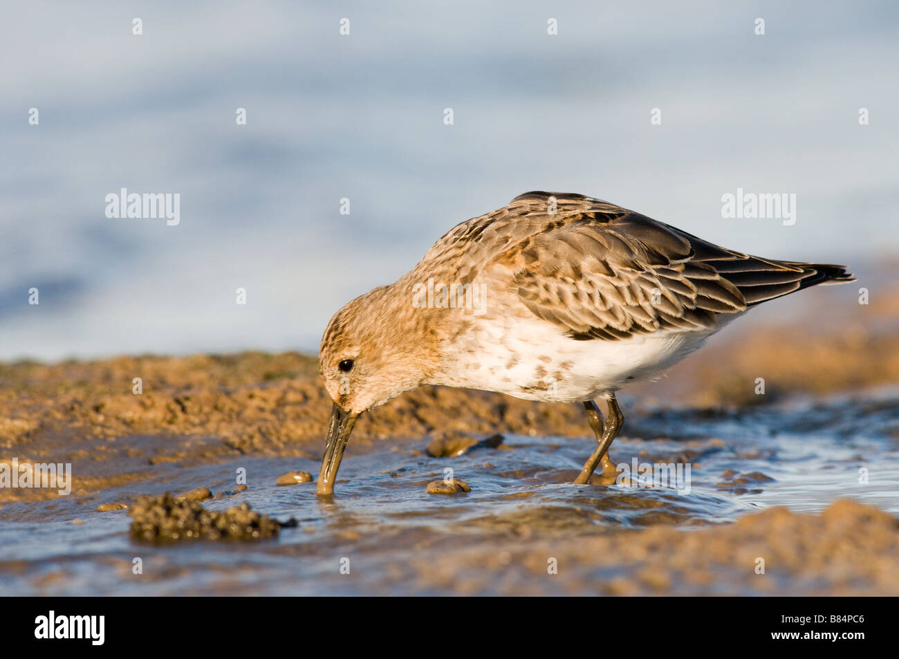 Le bécasseau variable Calidris alpina Brancaster Staithe Angleterre Norfolk Banque D'Images