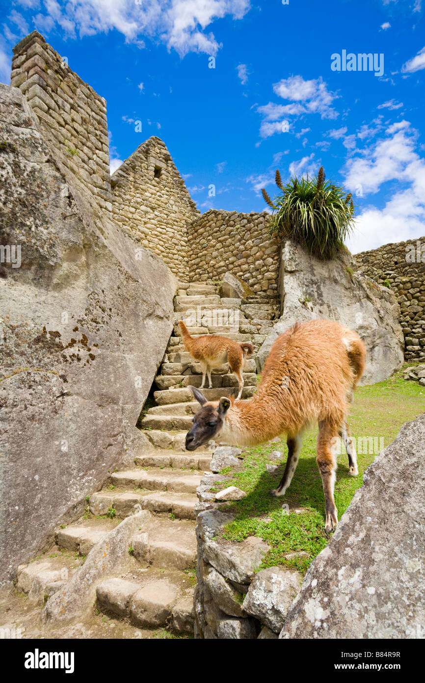 Les lamas à Machu Picchu Banque D'Images