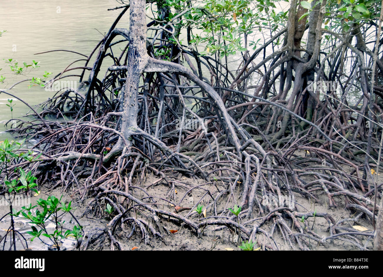 Le Parc National de Pulau Kukup, Malaisie l'eau de marée Mangrove roots racine d'arbre arbres Banque D'Images
