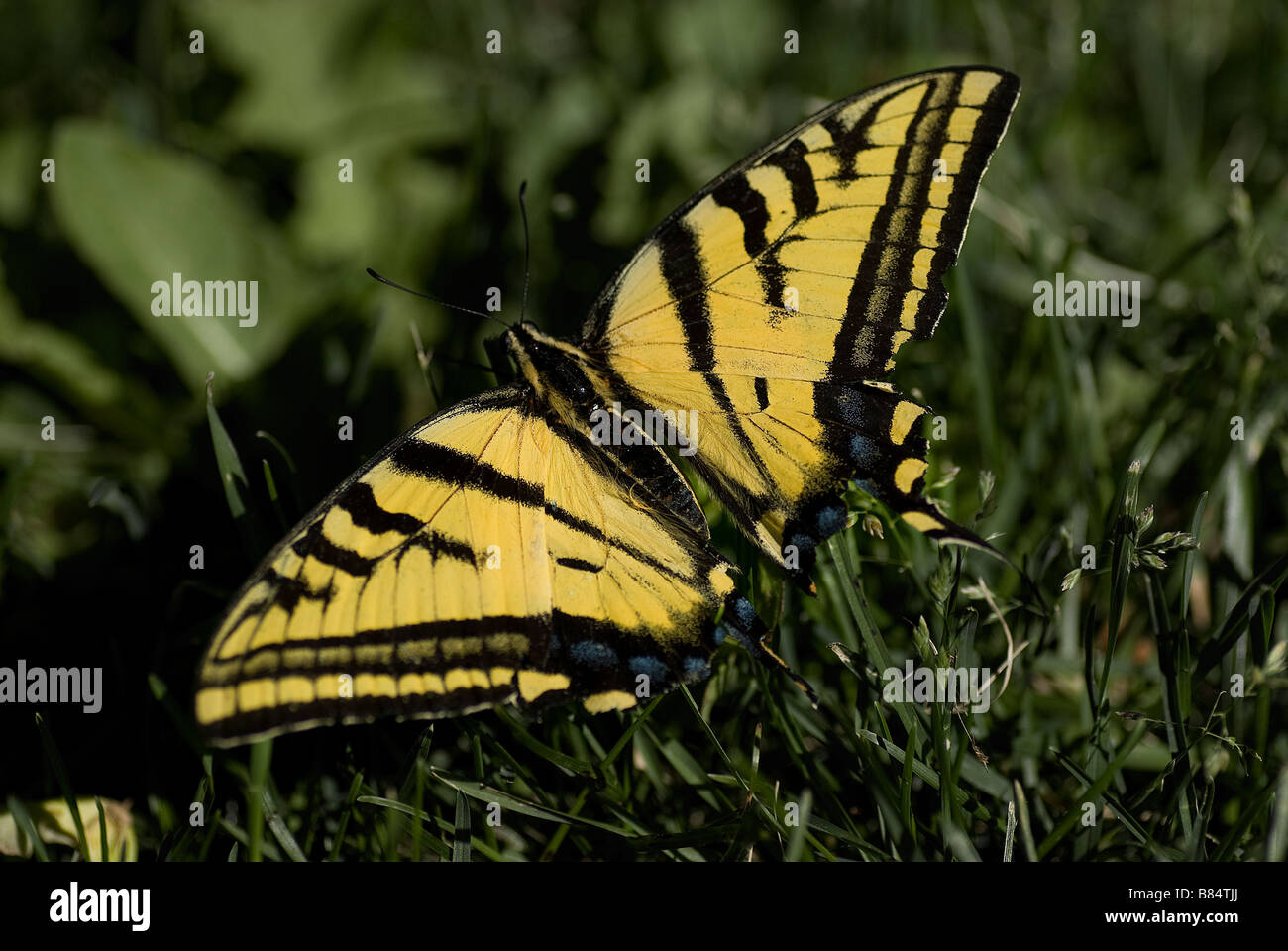 Swallowtail butterfly assis dans l'herbe au soleil Banque D'Images