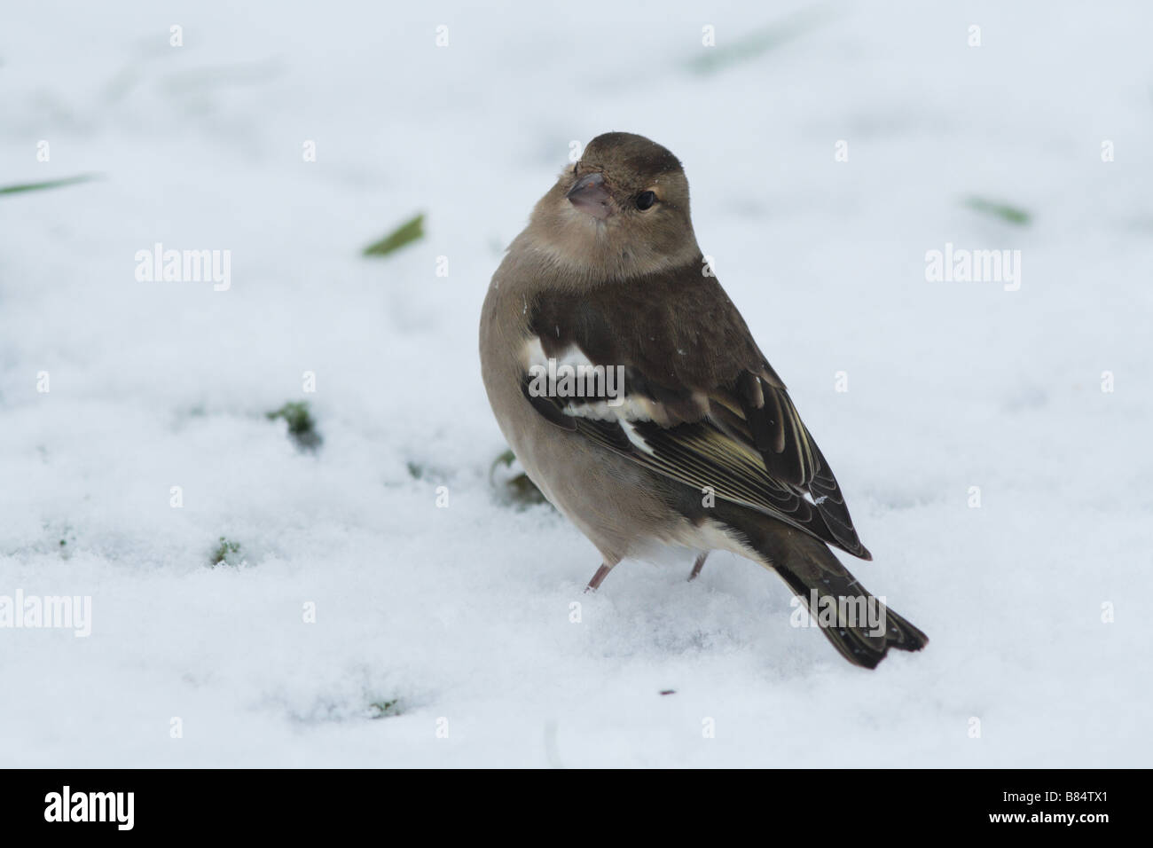 Chaffinch femelle dans la neige en hiver - alimentation Banque D'Images