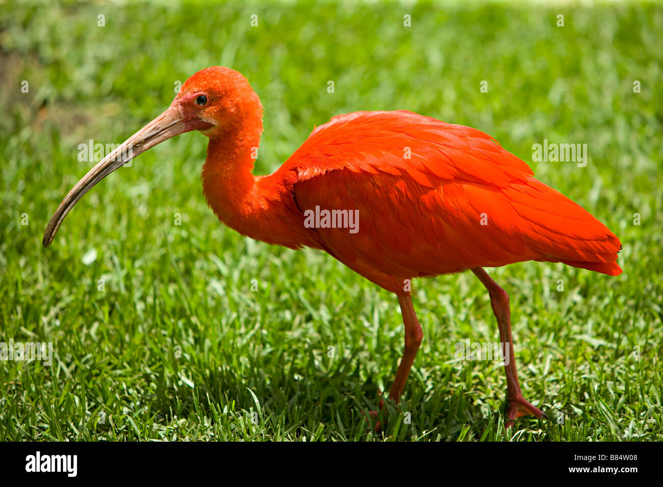 Ibis rouge ( Eudocimus ruber ) Banque D'Images