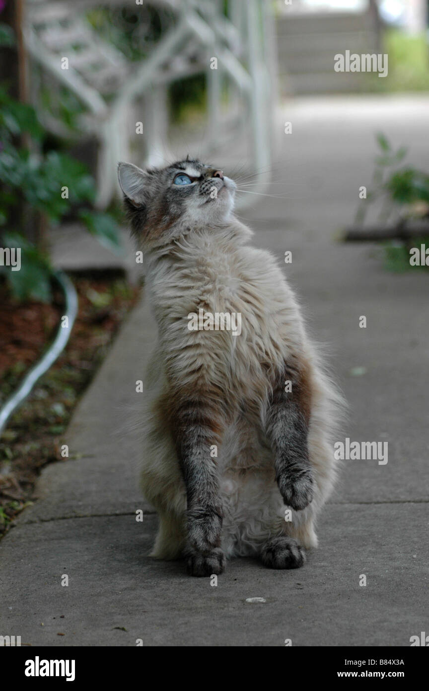 Un ancien, très ludique, chaton gris aux yeux bleus. Banque D'Images