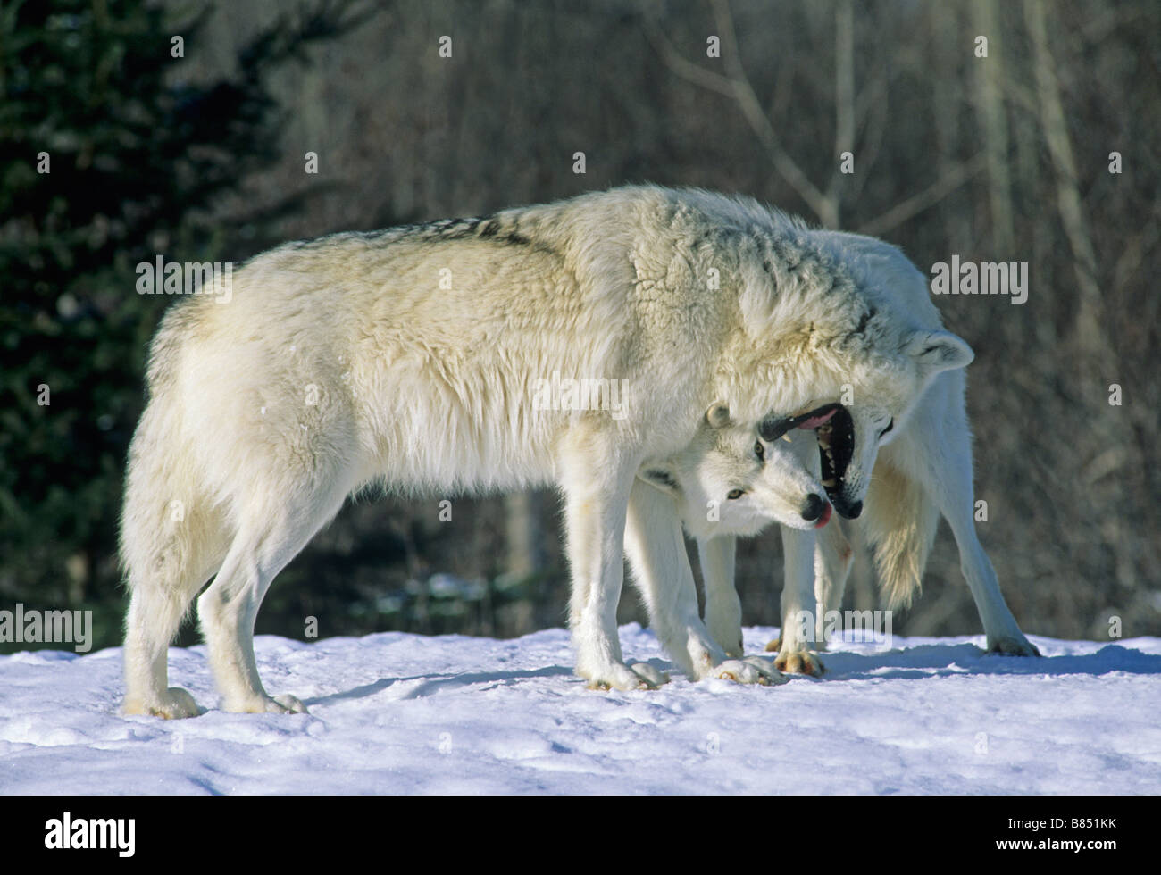 Paire de loups arctiques (Canis arctos ) d'interaction, de l'Amérique du Nord, par aller Moody/Dembinsky Assoc Photo Banque D'Images