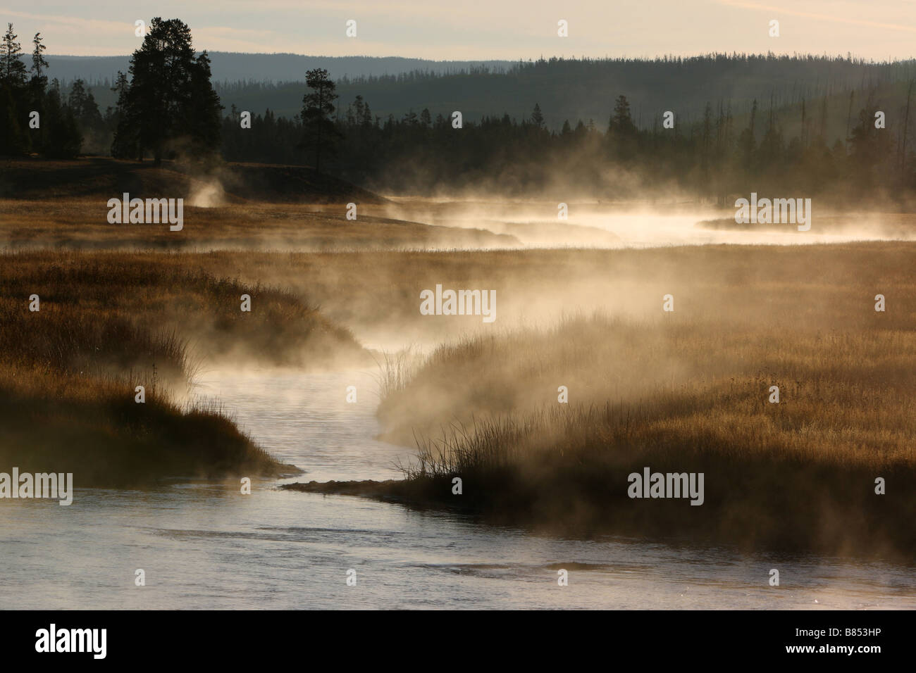 Misty morning, Madison River Valley, le Parc National de Yellowstone, Wyoming Banque D'Images