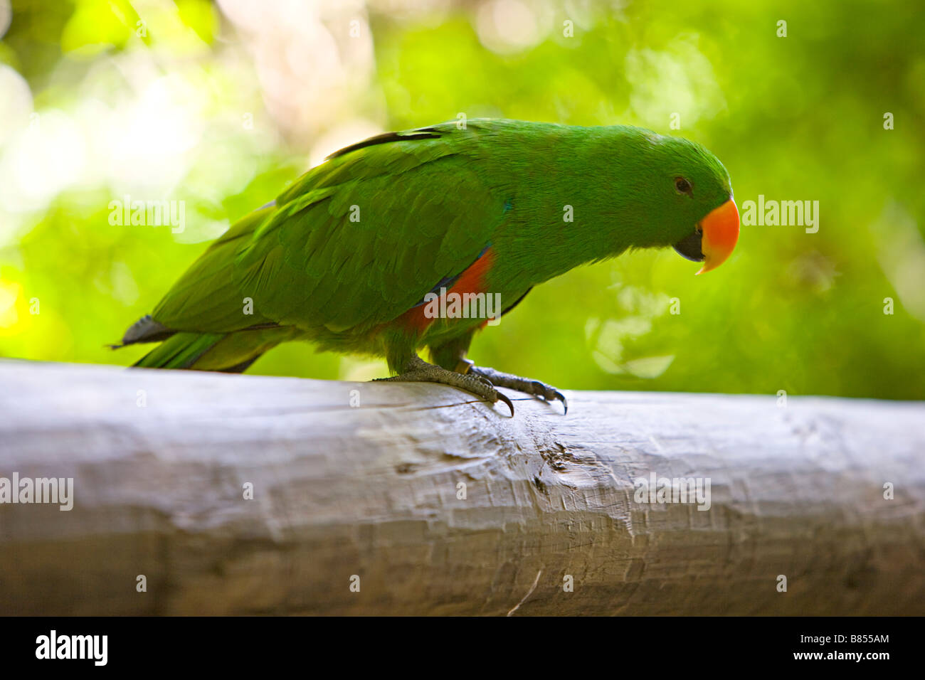 Perroquet Eclectus Roratus vert ( ) Banque D'Images