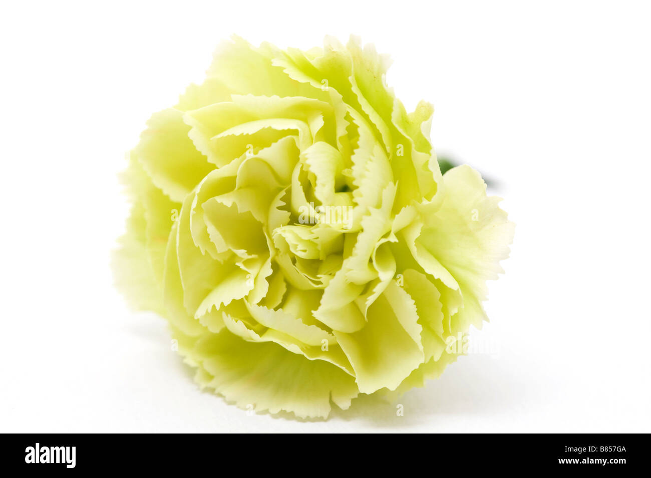 Oeillet vert Banque D'Images
