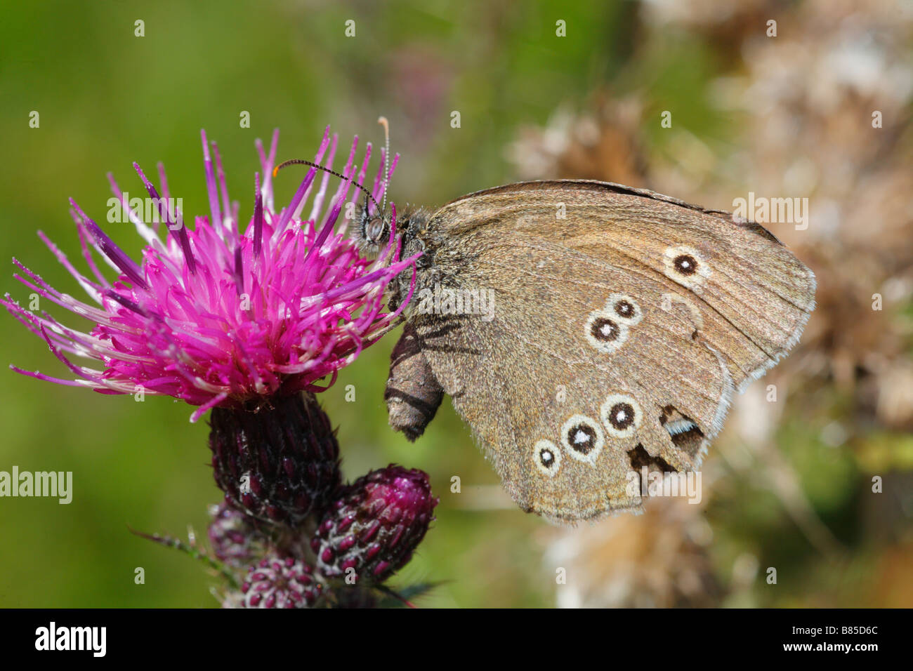 (Un papillon Aphantopus hyperantus). Powys, Pays de Galles. Banque D'Images