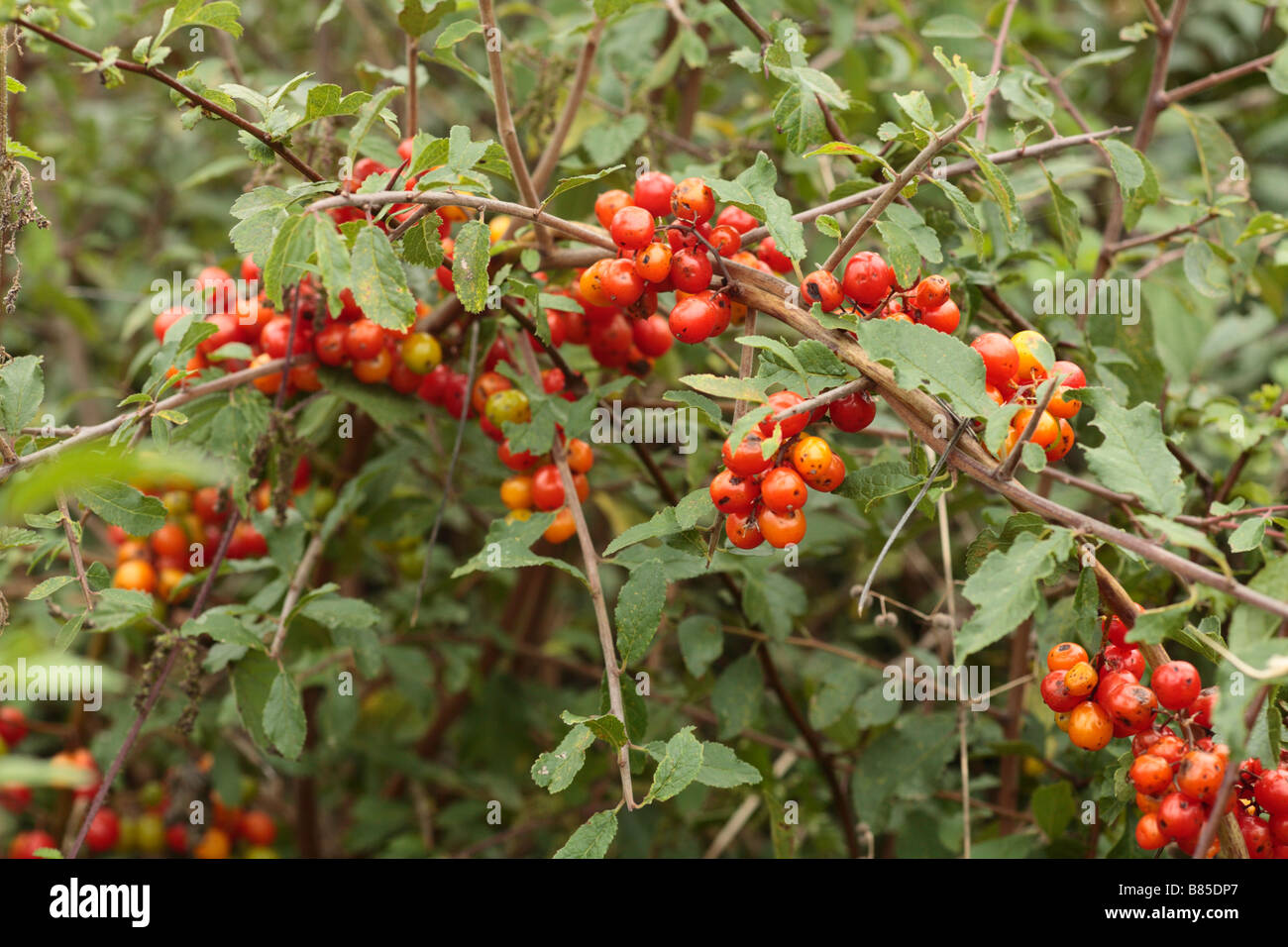 Black Bryony (Tamus communis) petits fruits en automne. croissant à travers une haie. Powys, Pays de Galles. Banque D'Images