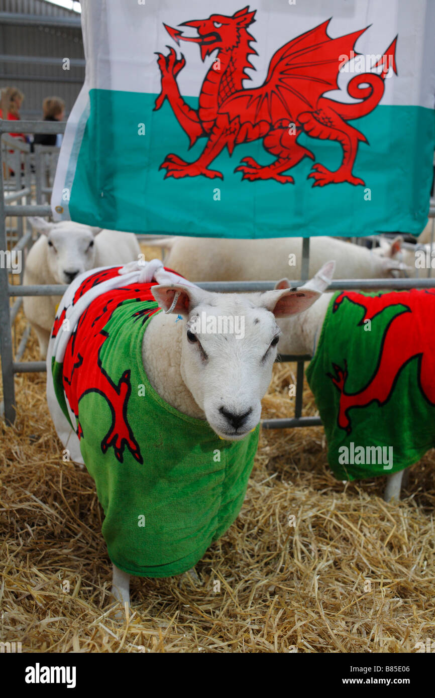 Gagnante du prix des agneaux Texel au Welsh Winter foire agricole. Builth Wells, Powys, décembre 2008. Banque D'Images