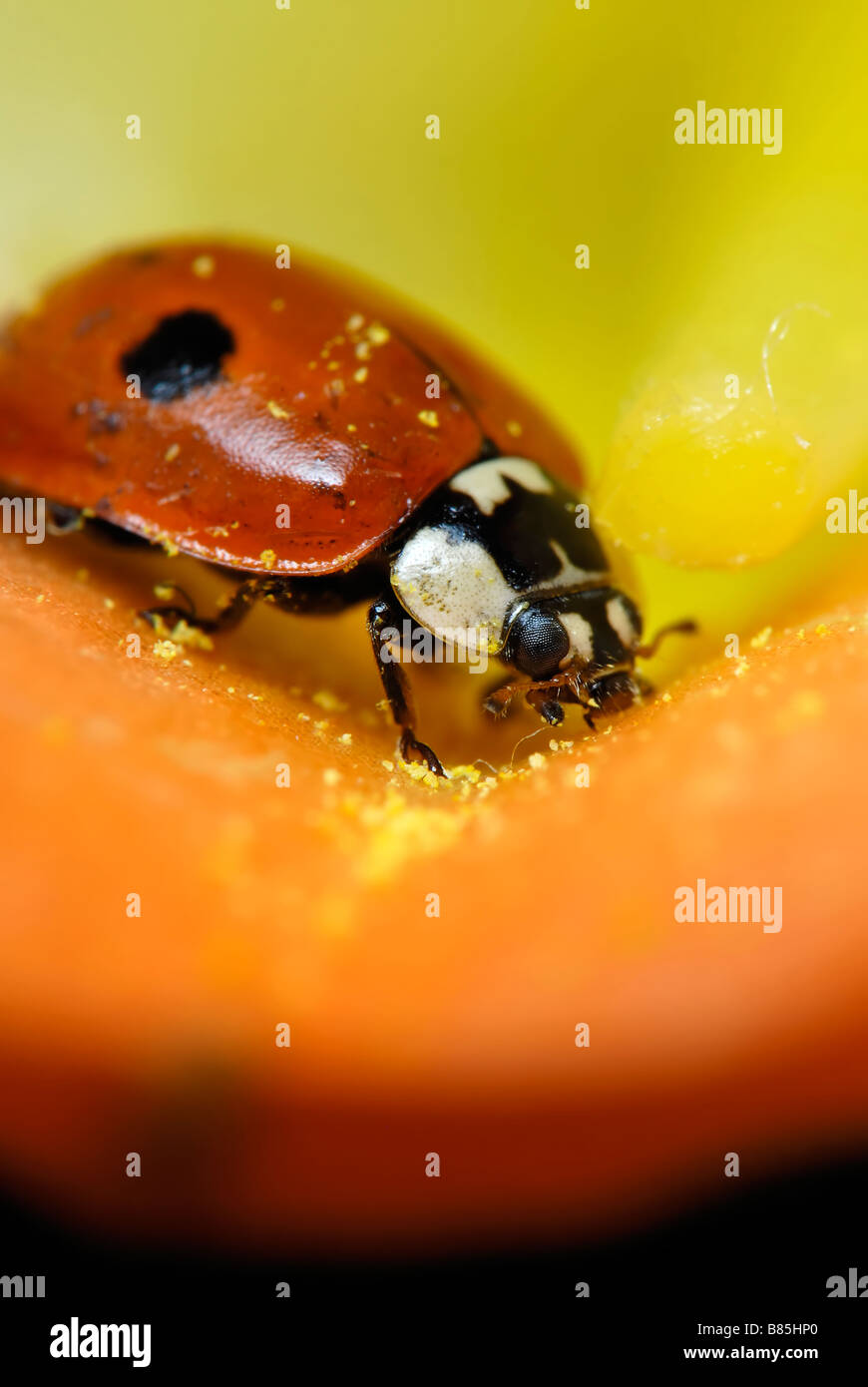 Macro de coccinelle mange un pollen de fleur hippeastrum Banque D'Images