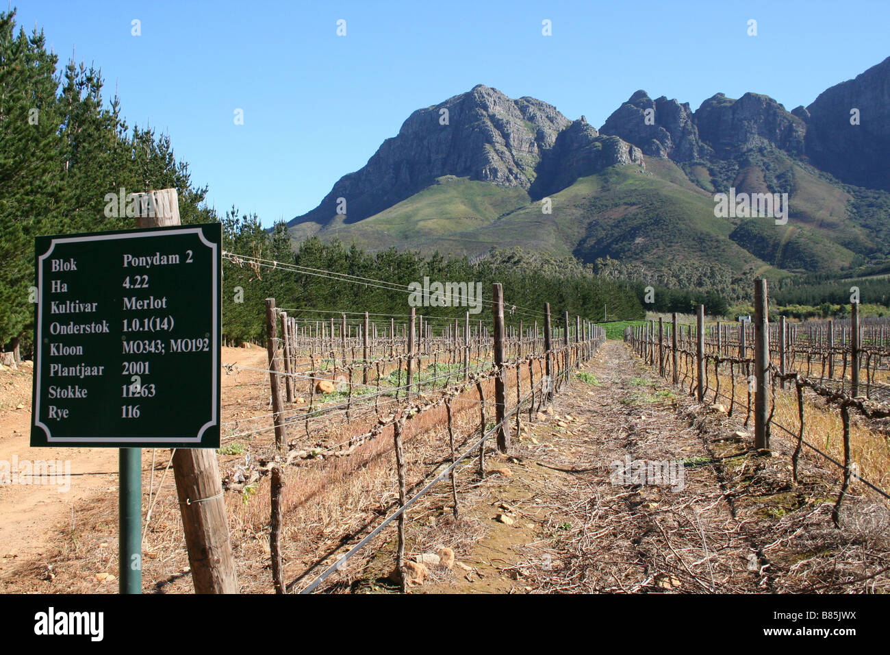 Raisins de vignes et montagnes en région vinicole du Cap en Afrique du Sud Banque D'Images