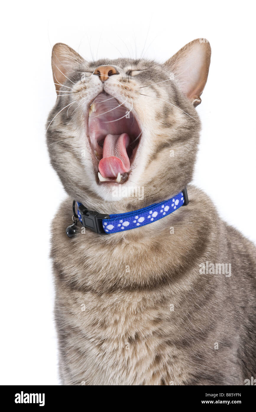 Cat bâillement. Également utile pour hurler ou rire concepts Banque D'Images