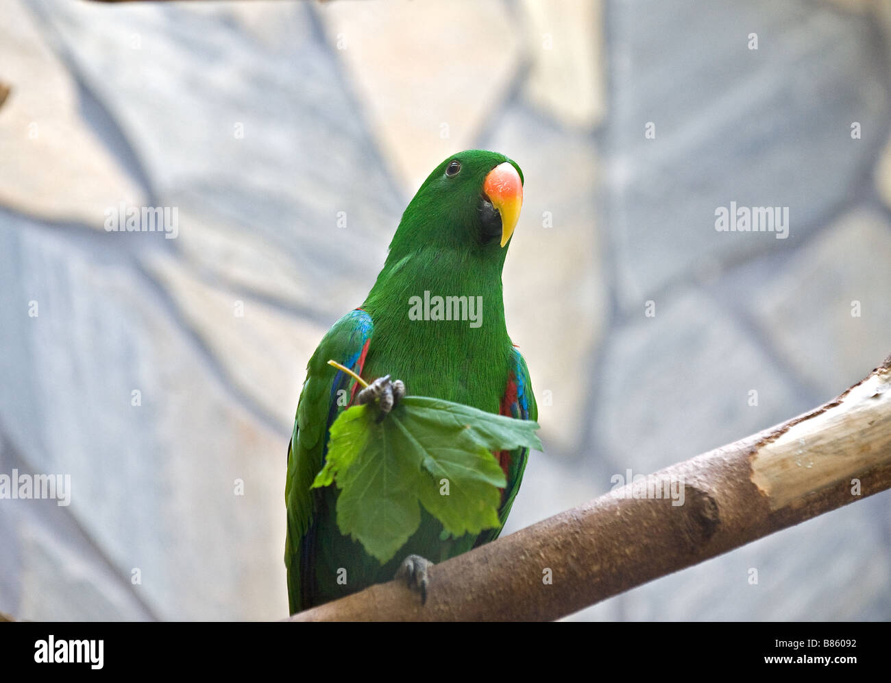 Eclectus Parrot - homme sur la branche / Eclectus roratus Banque D'Images