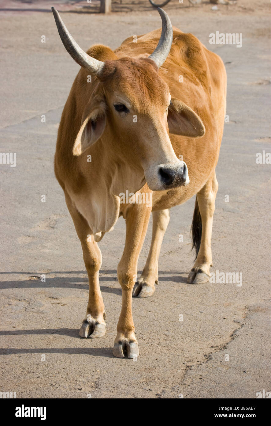 Vache de Bull Banque D'Images