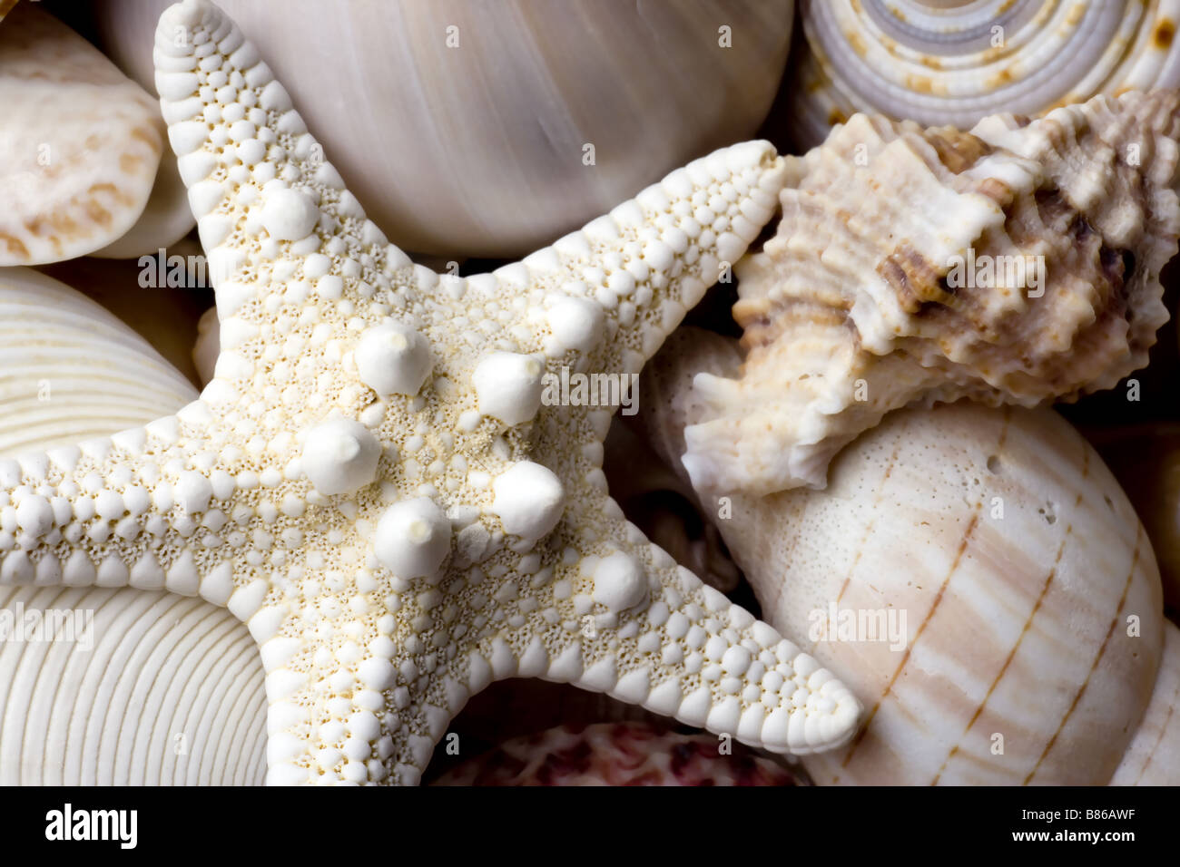 Fond coquillage avec différentes sortes de coquillages Banque D'Images