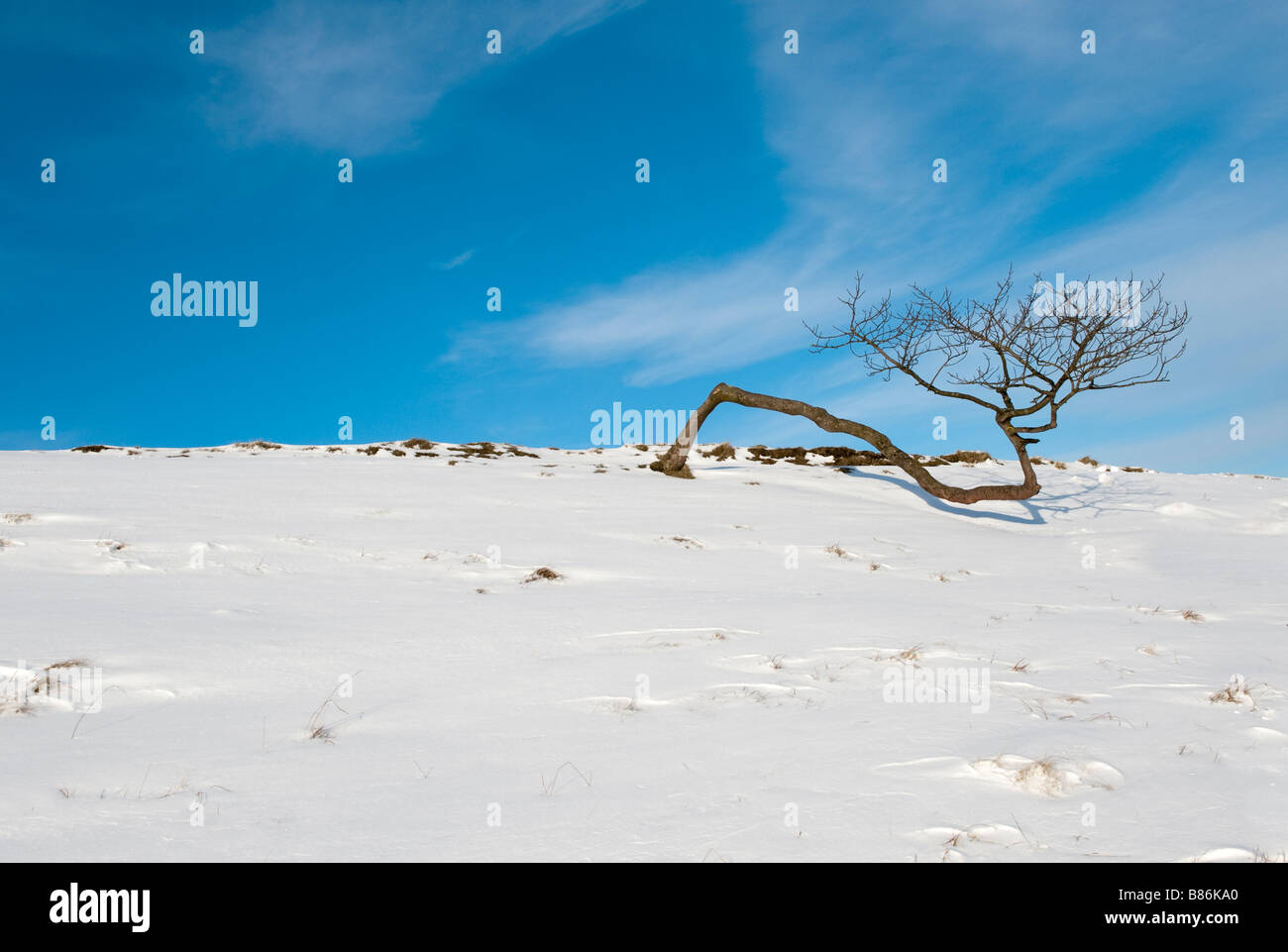 Arbre noueux sur Rushup Edge, Derbyshire, Angleterre Banque D'Images