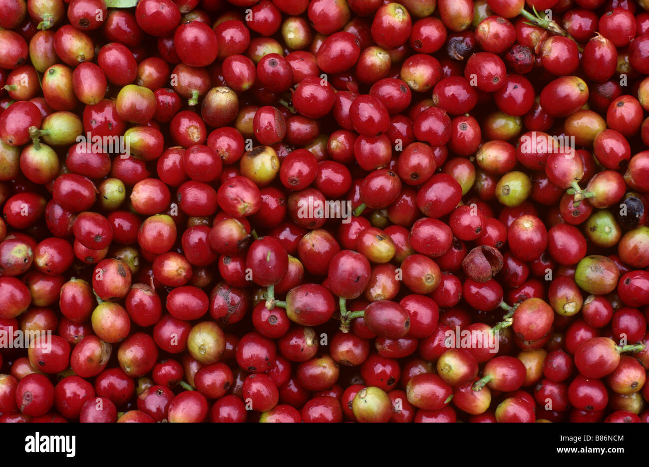 Les cerises de café Arabica rouge mûr après récolte et avant pulping Nairobi Kenya Banque D'Images