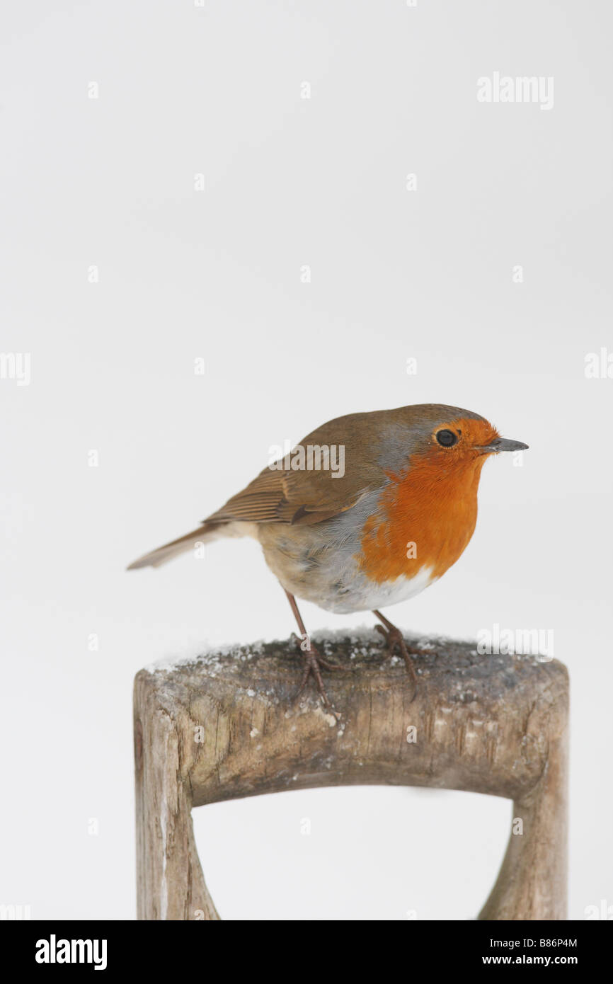 Erithacus rubecula aux abords de se percher SUR LA POIGNÉE DE LA FOURCHE DANS LA NEIGE Banque D'Images