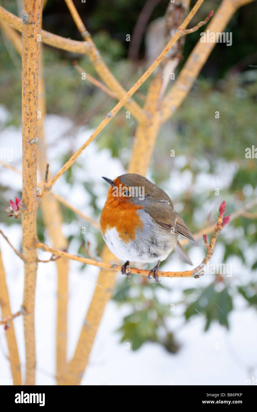 Erithacus rubecula aux abords de se percher dans l'arbre dans le jardin couvert de neige Banque D'Images
