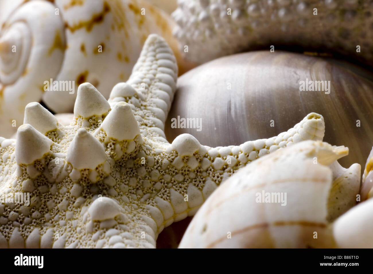 Fond coquillage avec différentes sortes de coquillages Banque D'Images