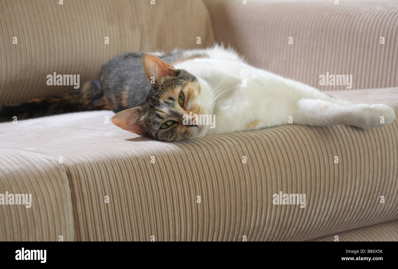 Chat domestique étalé sur un canapé Banque D'Images