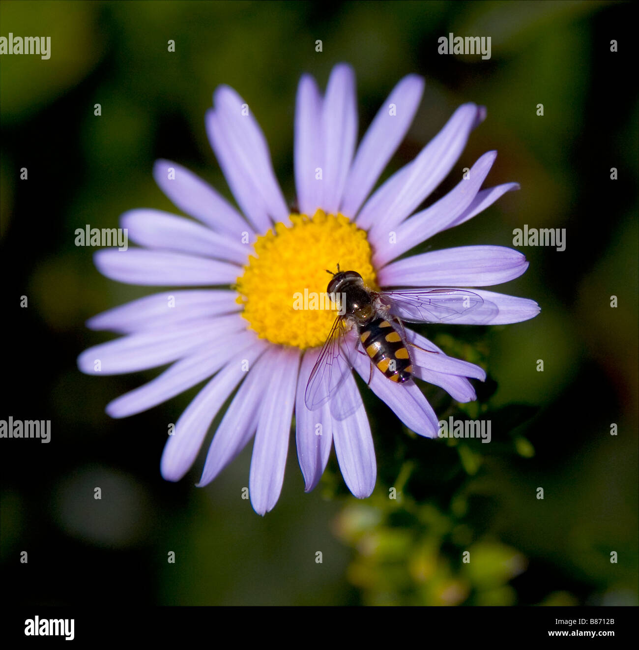 Elangyna viridiceps "hover fly' close-up sur fleur Banque D'Images