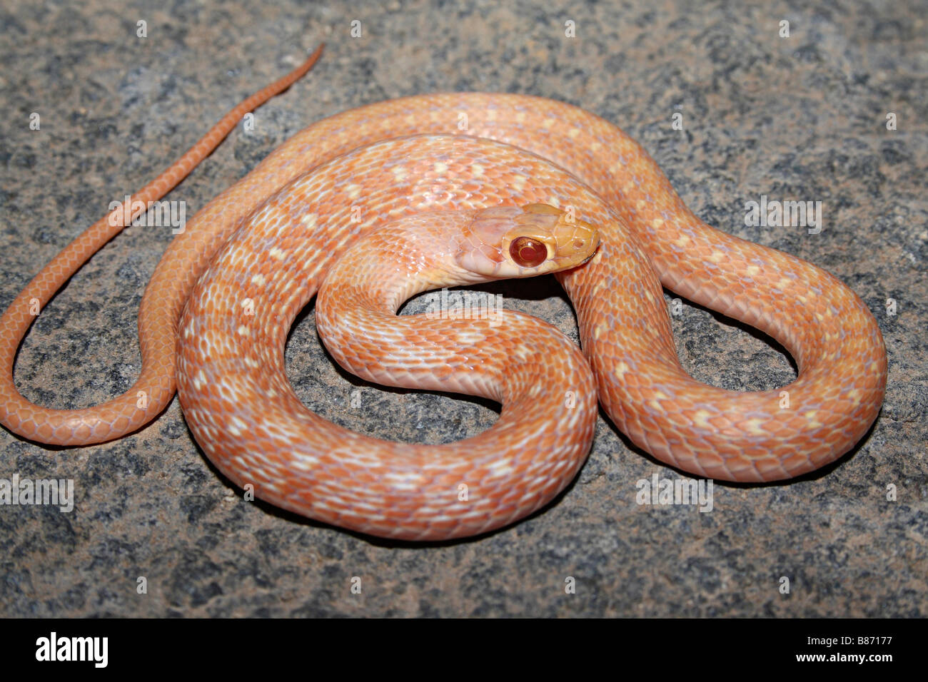 Amphiesma stolatum KEELBACK à rayures chamois pas venimeuse, communs. Étroitement liées à des serpents d'eau. Panvel, Maharashtra, Inde Banque D'Images
