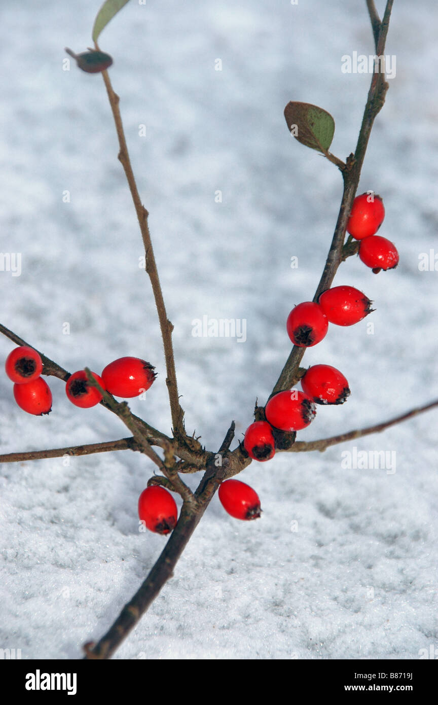 Une branche de baies se trouve au sommet de la neige. Banque D'Images