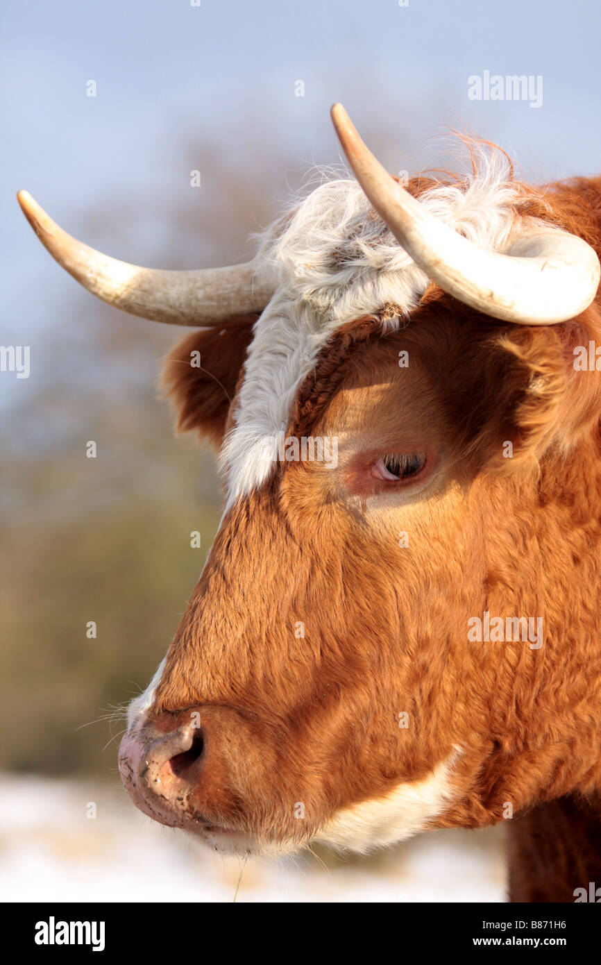Tete Headshot Charalaris Taureau Bœuf Et Veau Vache Bebe Curieux A La Recherche La Neige L Animal Ciel L Hiver Le Froid L Annimal Mignon Photo Stock Alamy Tete Headshot Charalaris Taureau Bœuf Et Veau Vache Bebe Curieux A La Recherche La Neige L Animal Ciel L Hiver Le Froid L Annimal Mignon Photo Stock Alamy