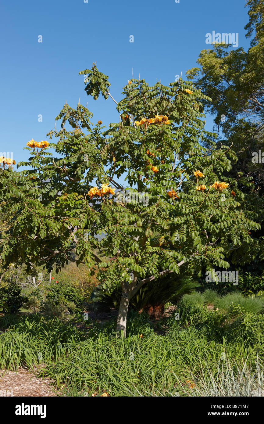 De l'Afrique jaune tulip tree. Los Angeles County Arboretum et jardin botanique, Los Angeles, Californie, USA. Banque D'Images