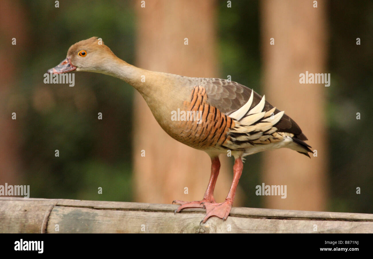Plumed whistling duck ou herbe debout sur une clôture en bois Banque D'Images