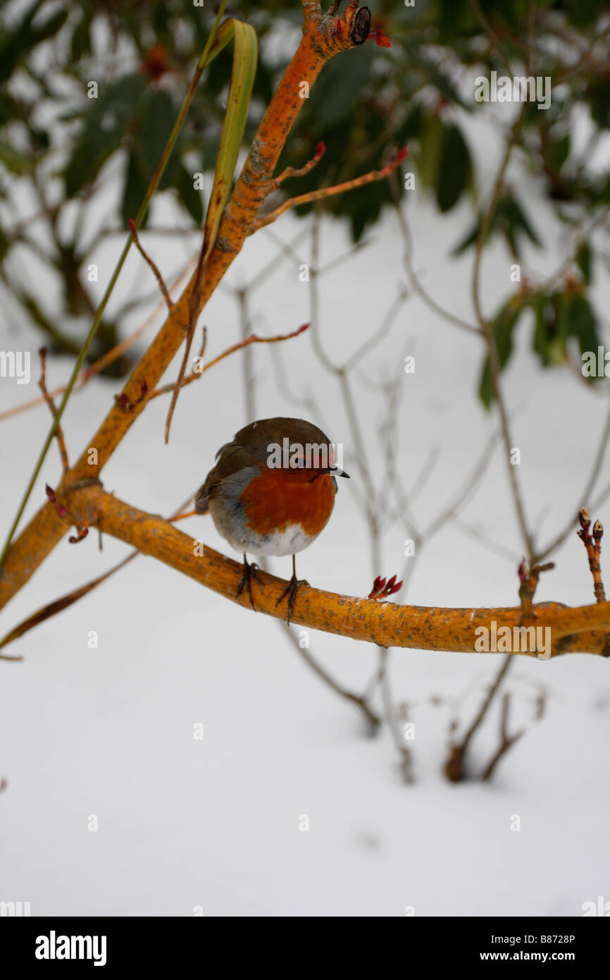 Erithacus rubecula aux abords de se percher sur une branche dans le jardin couvert de neige Banque D'Images