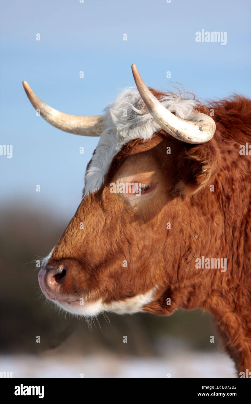 Headshot Charalaris Taureau Bœuf Et Veau Vache Bebe Curieux A La Recherche La Neige L Animal Ciel L Hiver Le Froid L Annimal Mignon Jeune Photo Stock Alamy