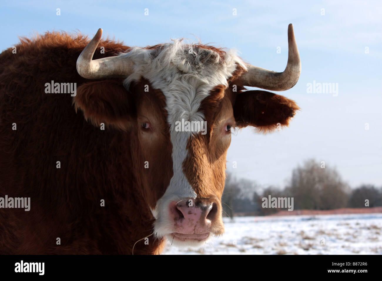 Tete Headshot Charalaris Taureau Bœuf Et Veau Vache Bebe Curieux A La Recherche La Neige L Animal Ciel L Hiver Le Froid L Annimal Mignon Photo Stock Alamy